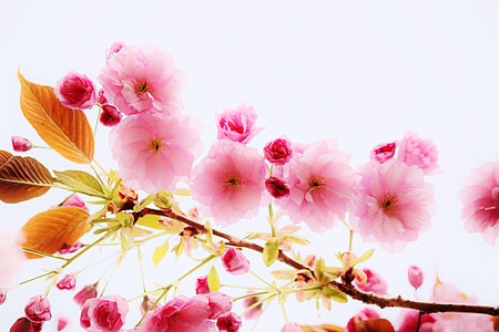 closeup photography of pink blossoms thumbnail