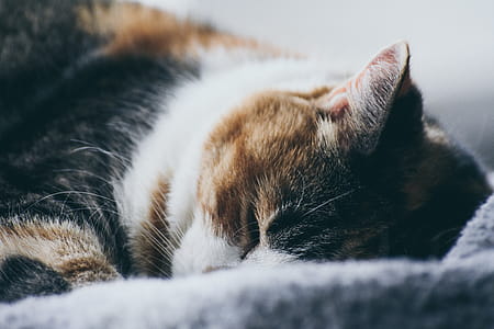 Close-Up Photography of Sleeping Cat thumbnail