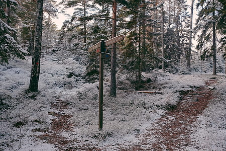 brown wooden road signage near green leaf trees with snow thumbnail