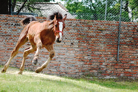 landscape, field, animal, countryside thumbnail