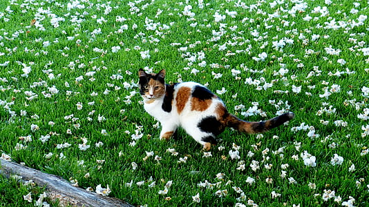 white, brown, and black calico cat on grass thumbnail