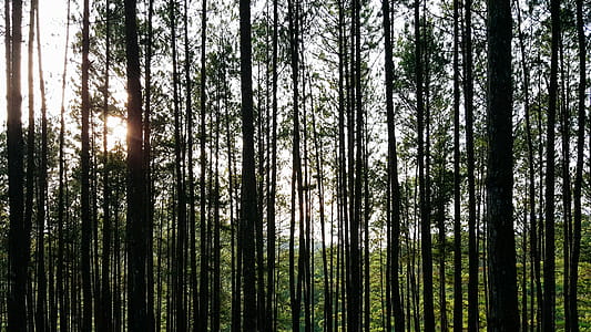 Trees in Forest thumbnail