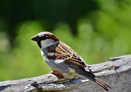 brown sparrow perching on branch thumbnail