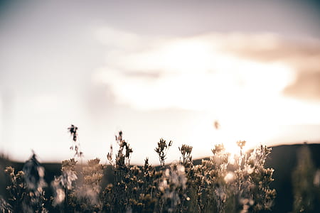 shallow focus photo of flower thumbnail