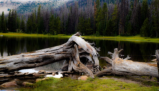 gray tree trunk beside river thumbnail