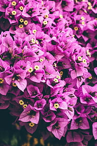 purple bougainvillea flowers thumbnail