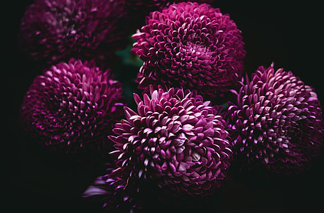 macro photography of purple flowers thumbnail