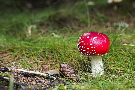 selective focus photography of red and white mushroom thumbnail