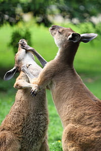 two kangaroos thumbnail