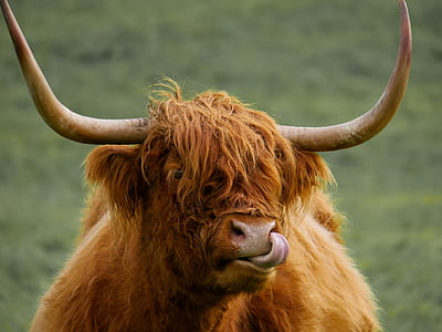 photography of brown horned animal thumbnail