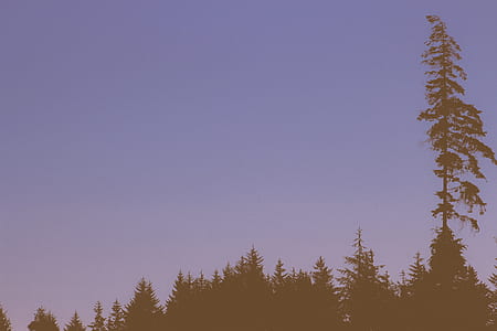 photo of pine tree forest under clear blue sky thumbnail