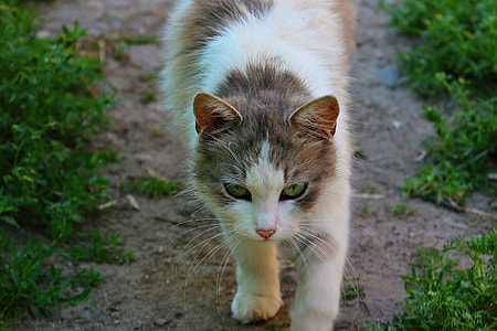 selective focus photography silver tabby cat on ground thumbnail