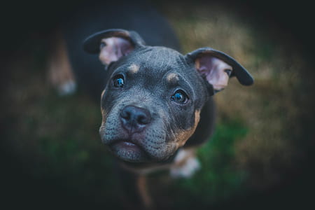 photography of black and tan American pit bull terrier puppy thumbnail