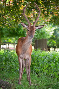 selective focus photography of brown deer thumbnail