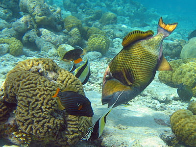 school of sea fishes beside corals thumbnail