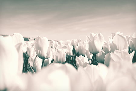 white flowers garden thumbnail