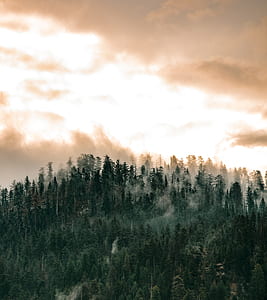 high angle photography of forest thumbnail