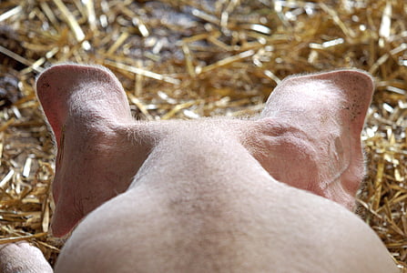 macro photography of pink pig thumbnail