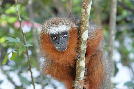 macro photo of brown monkey on branch thumbnail