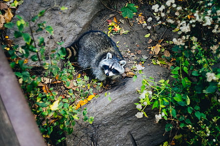 high-angle photography of raccoon thumbnail