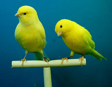 two yellow canaries thumbnail