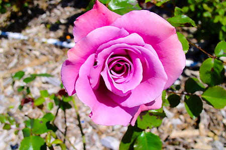 Pink Flower Macro Photography thumbnail