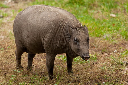 brown four legged animal thumbnail