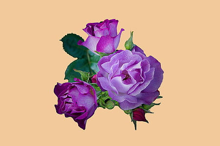 purple roses in bloom close up photo thumbnail