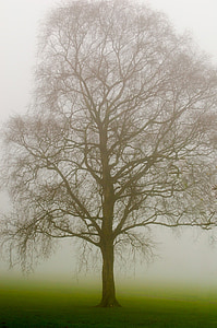 brown tree trunk painting thumbnail