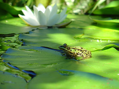 shallow focus photography of green frog thumbnail