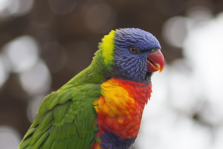 selective focus photo of rainbow lorikeet thumbnail