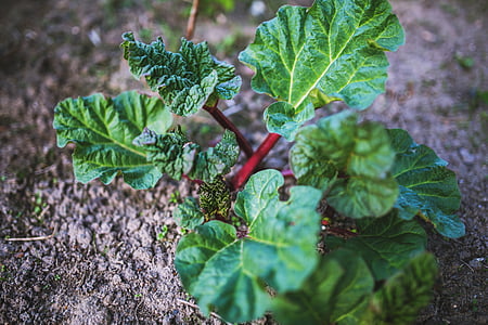 close-up photography of green leafed plant at daytime thumbnail