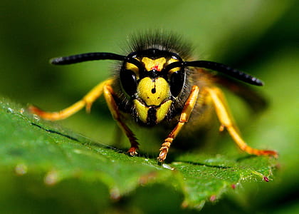 close up photo of yellow jacket wasp on green leaf thumbnail