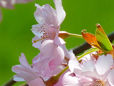 close-up photo of pink petaled flowers thumbnail