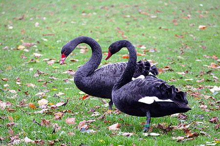two black swan standing on grass field thumbnail