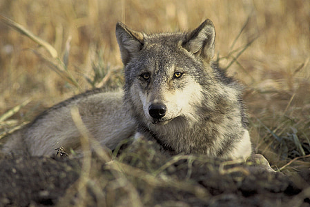 gray wolf in shallow focus photography thumbnail