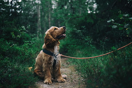 English Cocker Spaniel Puppy Sitting On Ground Beside Grass thumbnail
