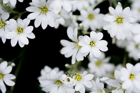 selective focus photography of white petal flower thumbnail