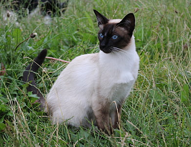 Siamese cat on green grass during daytime thumbnail