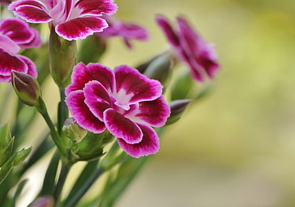 pink petaled flowers on focus photo thumbnail