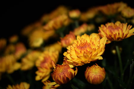 Selective Focus Photography of Yellow Petaled Flower thumbnail