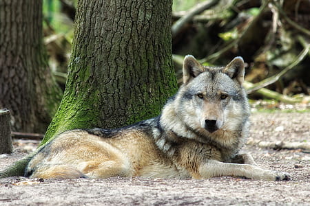 gray and brown coated dog lying beside tree thumbnail