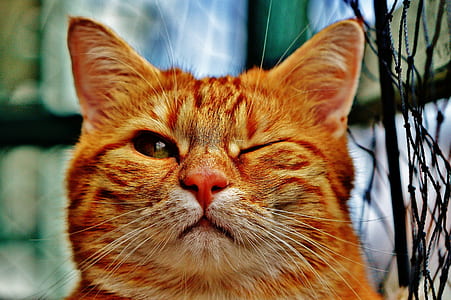 brown tabby cat thumbnail