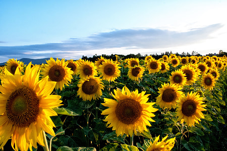 sunflower field thumbnail