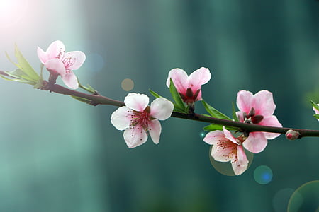 selective focus photography of pink petaled flower thumbnail