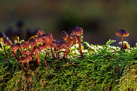 shallow focus photo of brown mushrooms thumbnail