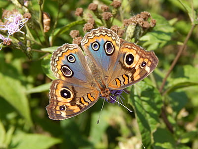 common buckeye butterfly perched on green leaf plant thumbnail