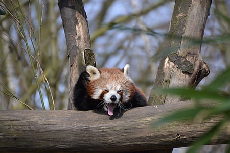 brown raccoon thumbnail
