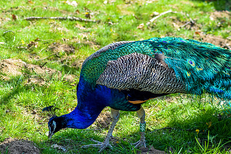 blue and green peacock eating grass during daytime thumbnail