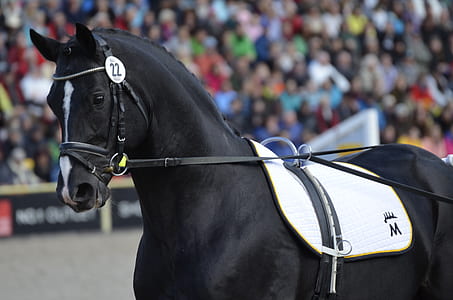 standing black horse near crown during daytime thumbnail